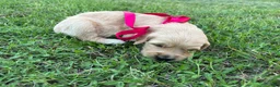 Golden Retriever dogs for sale: Golden Retriever 1 - Ad 1