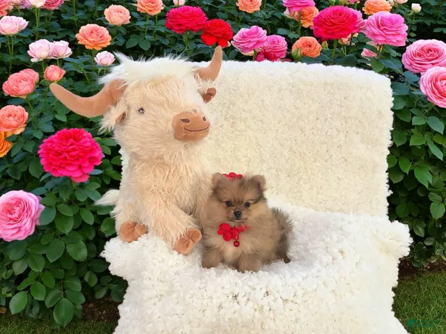 Pomeranian dogs for sale: Rosie - Ad 26