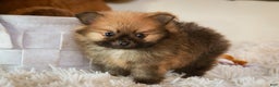Pomeranian dogs for sale: Bennet - Ad 7