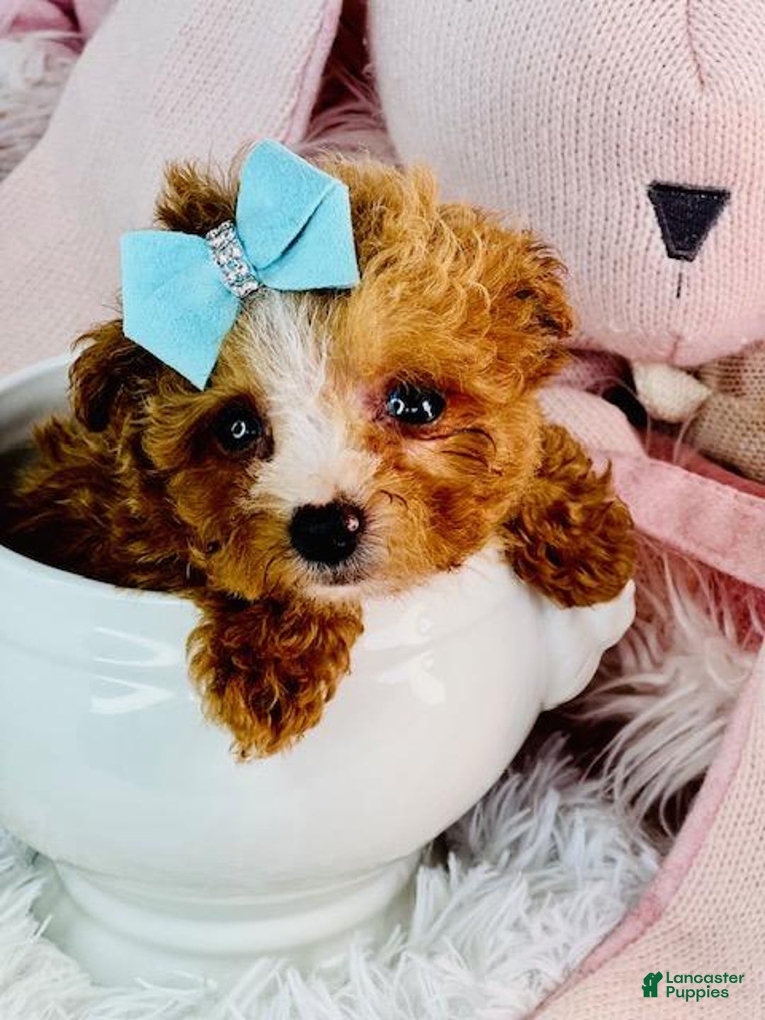 Toy Poodle dogs for sale: Toy Poodle Puppy 3 - Ad 3
