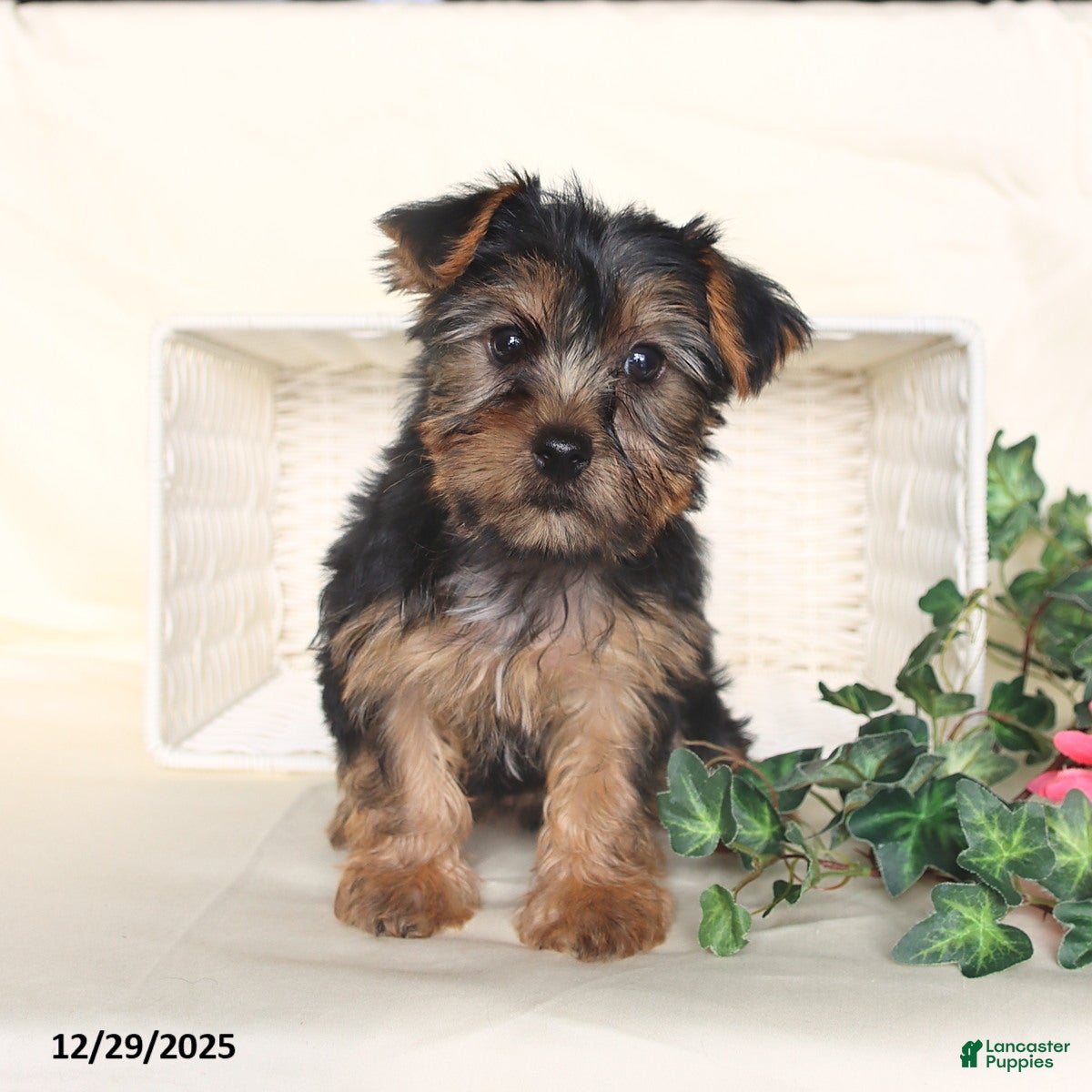 Yorkshire Terrier dogs Bella   - Ad 20