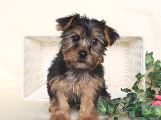 Yorkshire Terrier dogs Bella - Ad 40