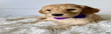 Purple Girl