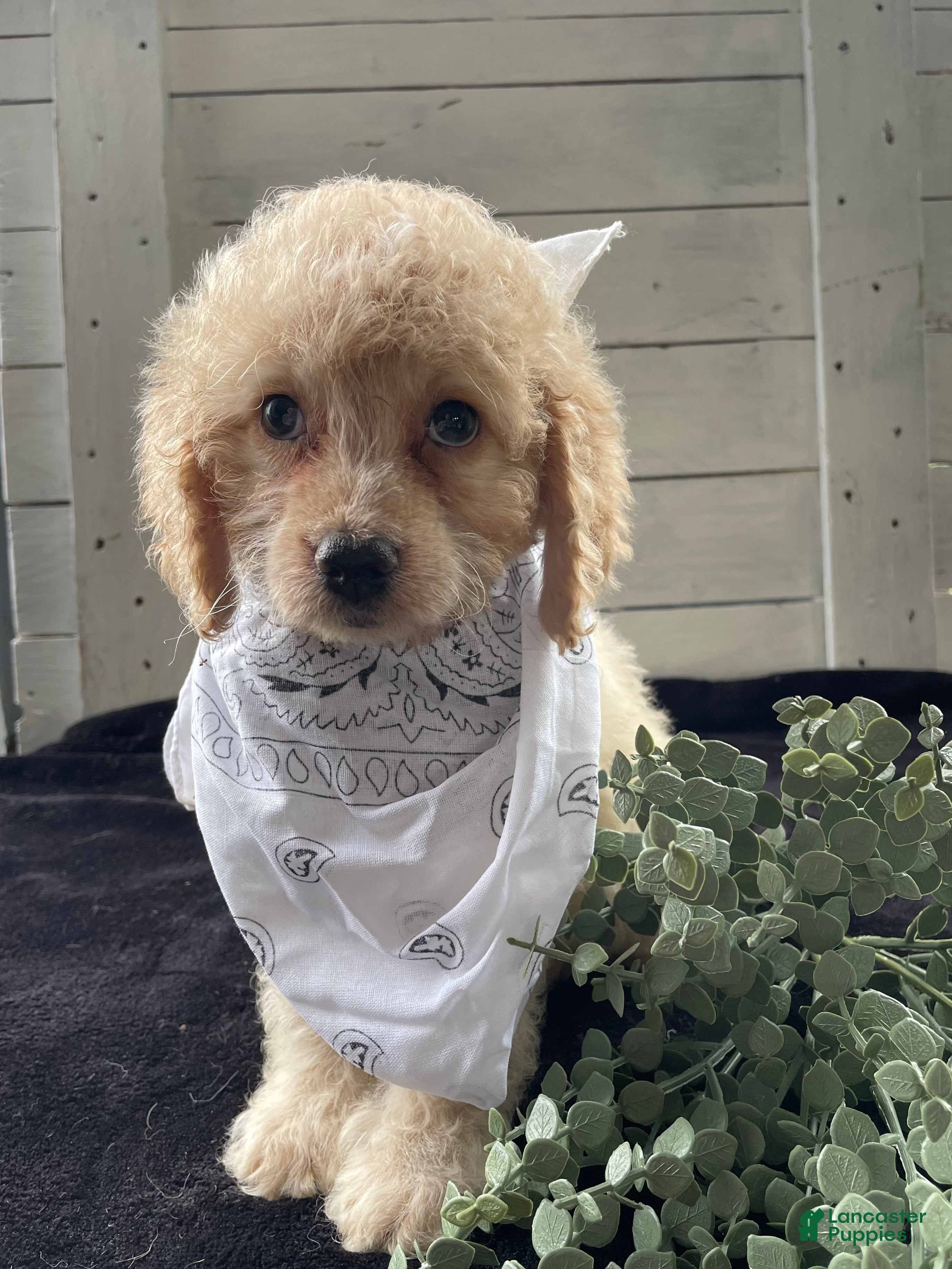 Cockapoo dogs Lady  - Ad 2