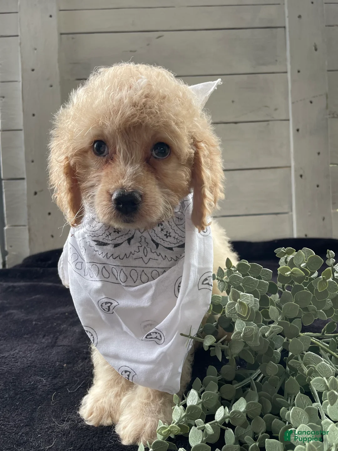Cockapoo dogs for sale: Lady  - Ad 2