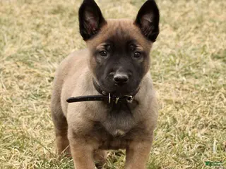Belgian Malinois dogs Attacus - Ad 42