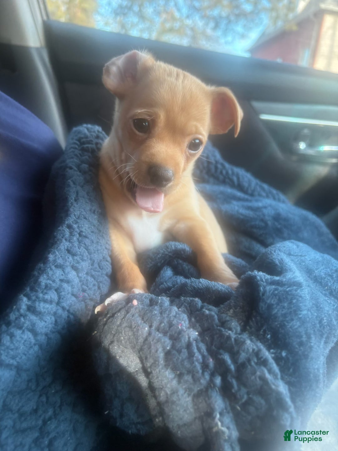 Chihuahua dogs for sale: Chihuahua Puppy 1 - Ad 2