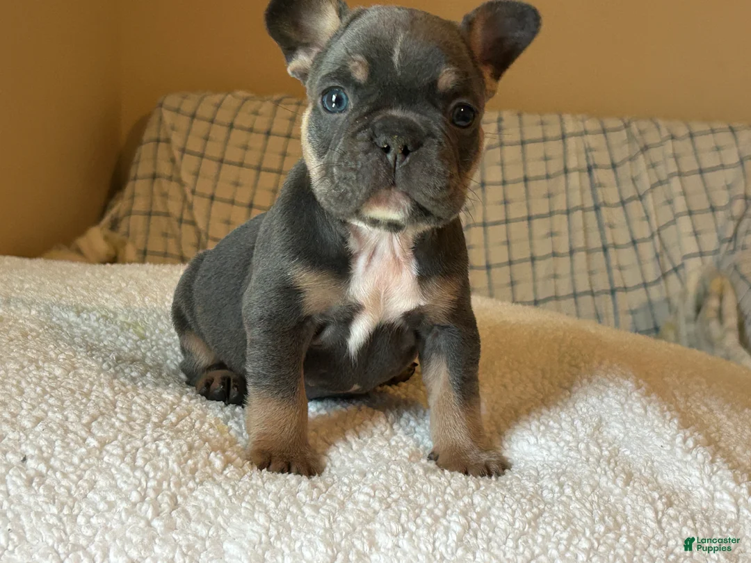 French Bulldog dogs for sale: French Bulldog Puppy 4 - Ad 2