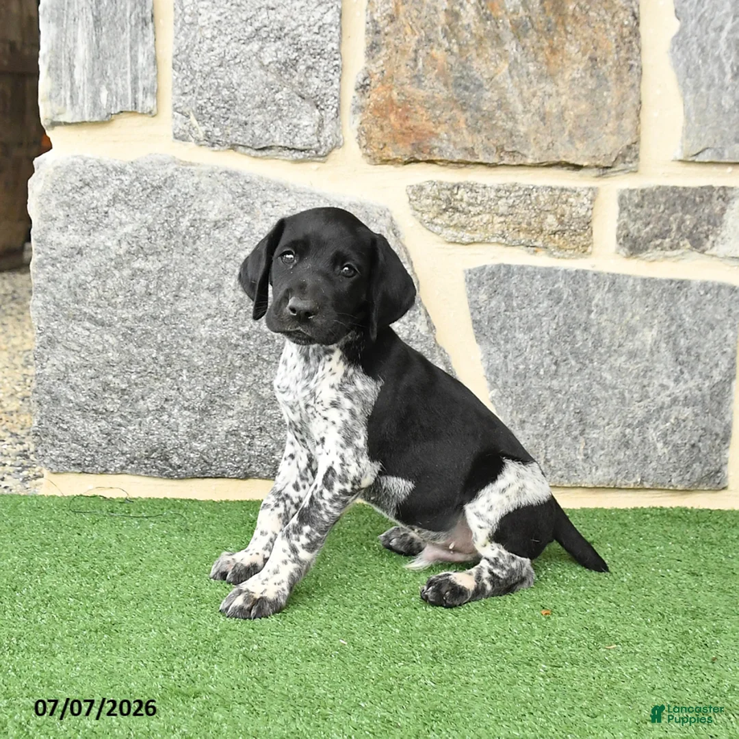German Shorthaired Pointer dogs for sale: Rocket - Ad 1