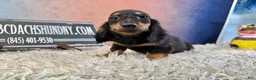 Miniature Dachshund dogs for sale: Pra clear - Ad 3