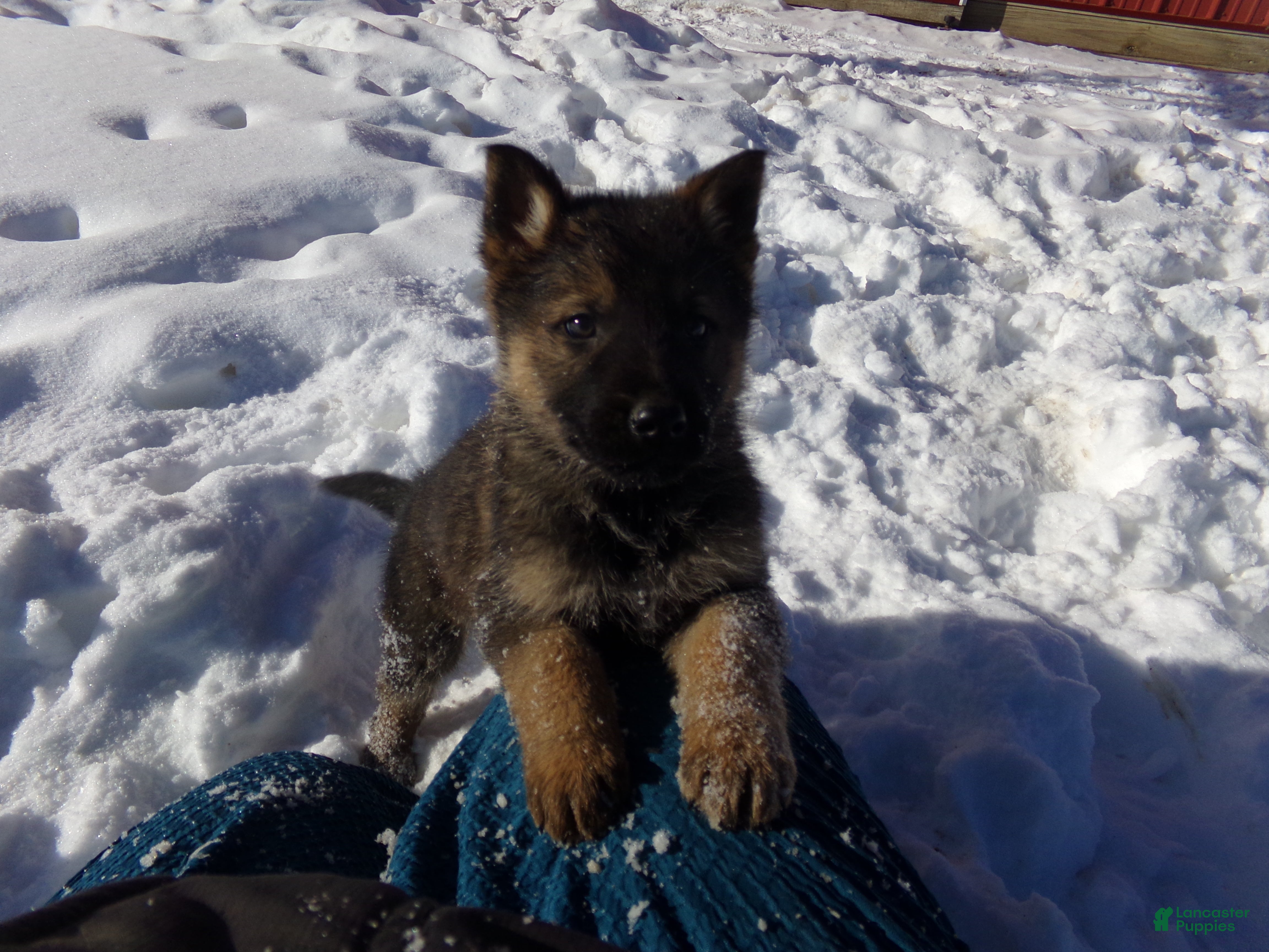 German Shepherd dogs Carter - Ad 2