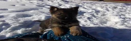 German Shepherd dogs for sale: Carter - Ad 2