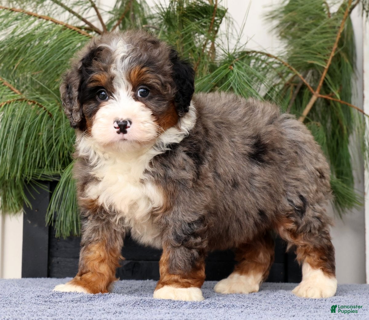 Mini Bernedoodle dogs Tinker - Ad 1