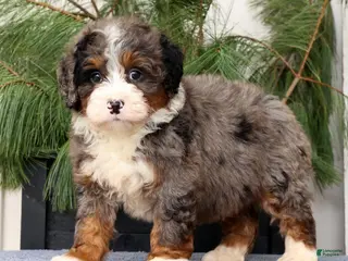 Mini Bernedoodle dogs for sale: Tinker - Ad 2
