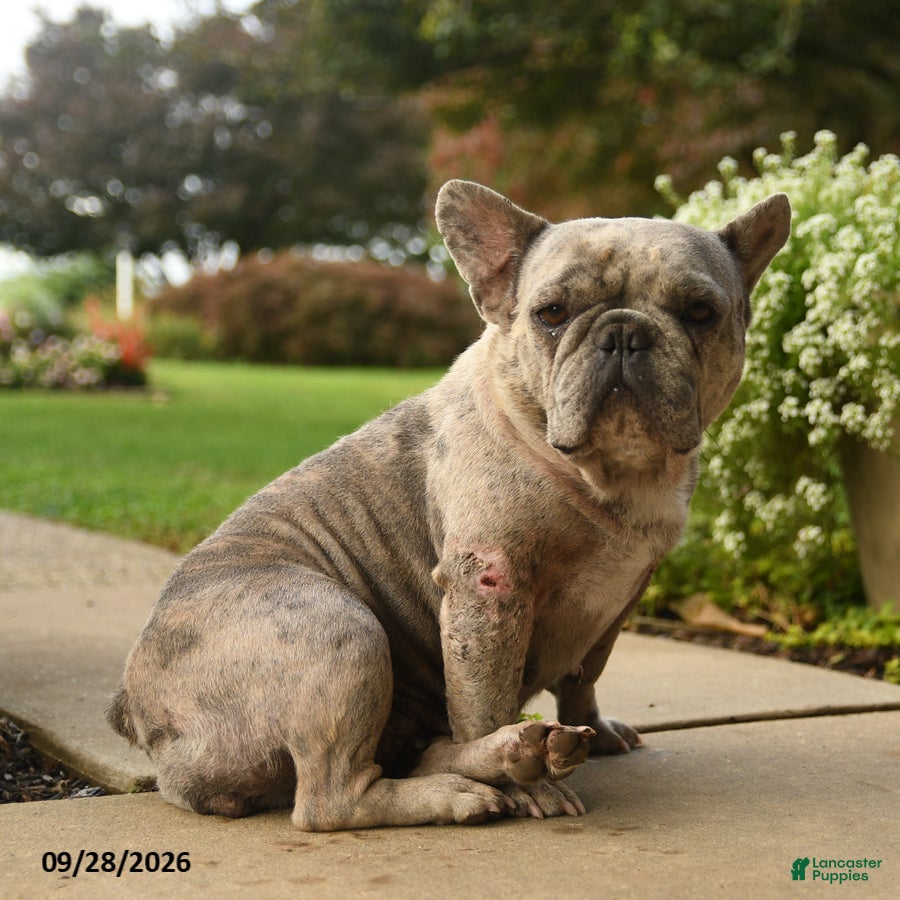French Bulldog dogs for sale: Bella   - Ad 2