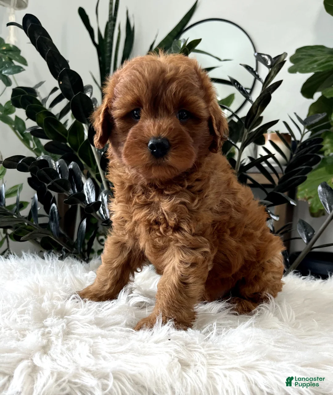 Mini Goldendoodle dogs for sale: Blazer - Ad 1