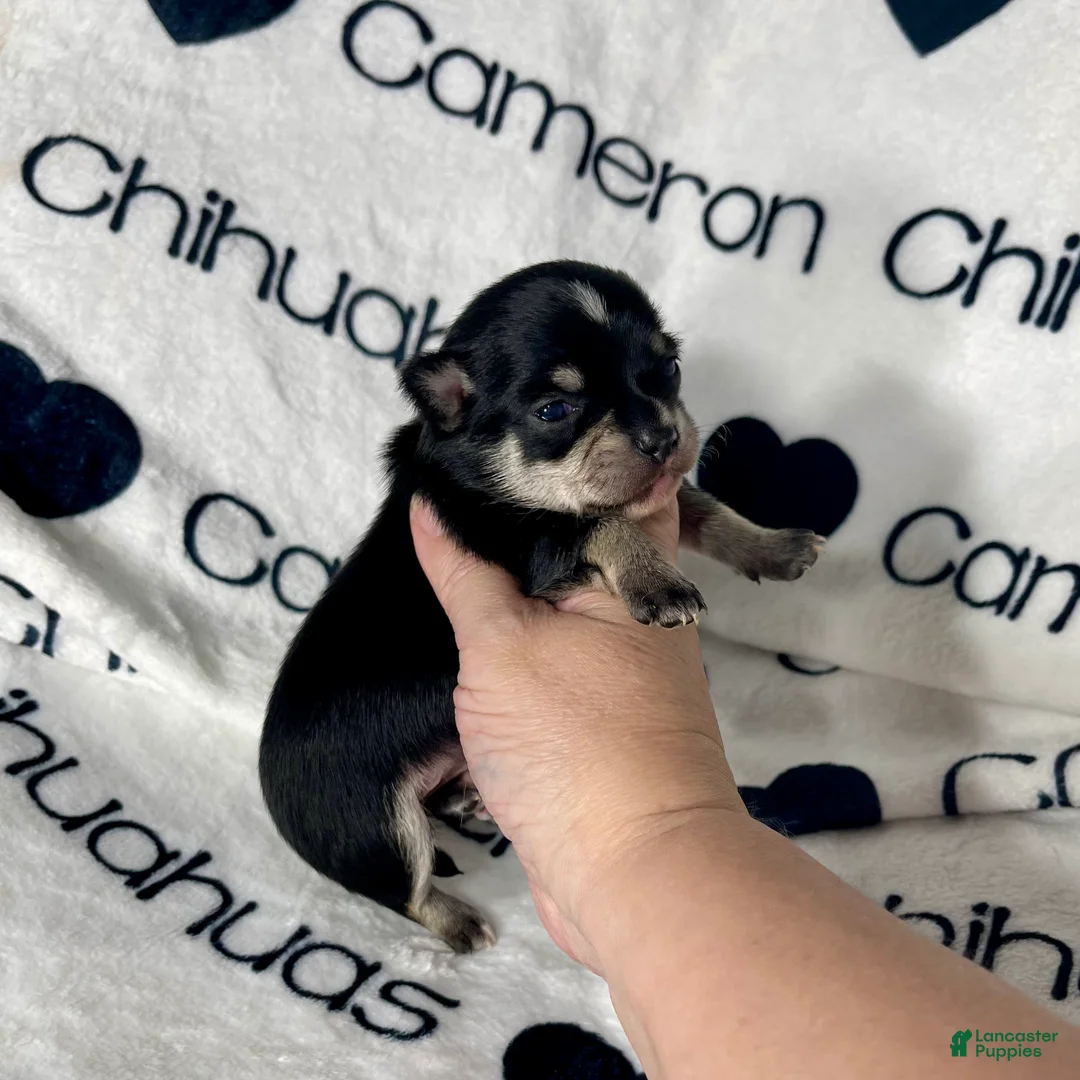 Chihuahua dogs for sale: Porter Tiny Short Coat - Ad 1