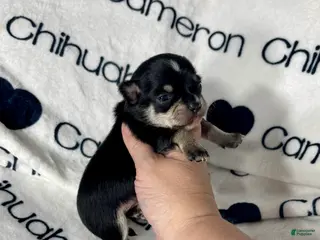 Chihuahua dogs Porter Tiny Short Coat - Ad 1