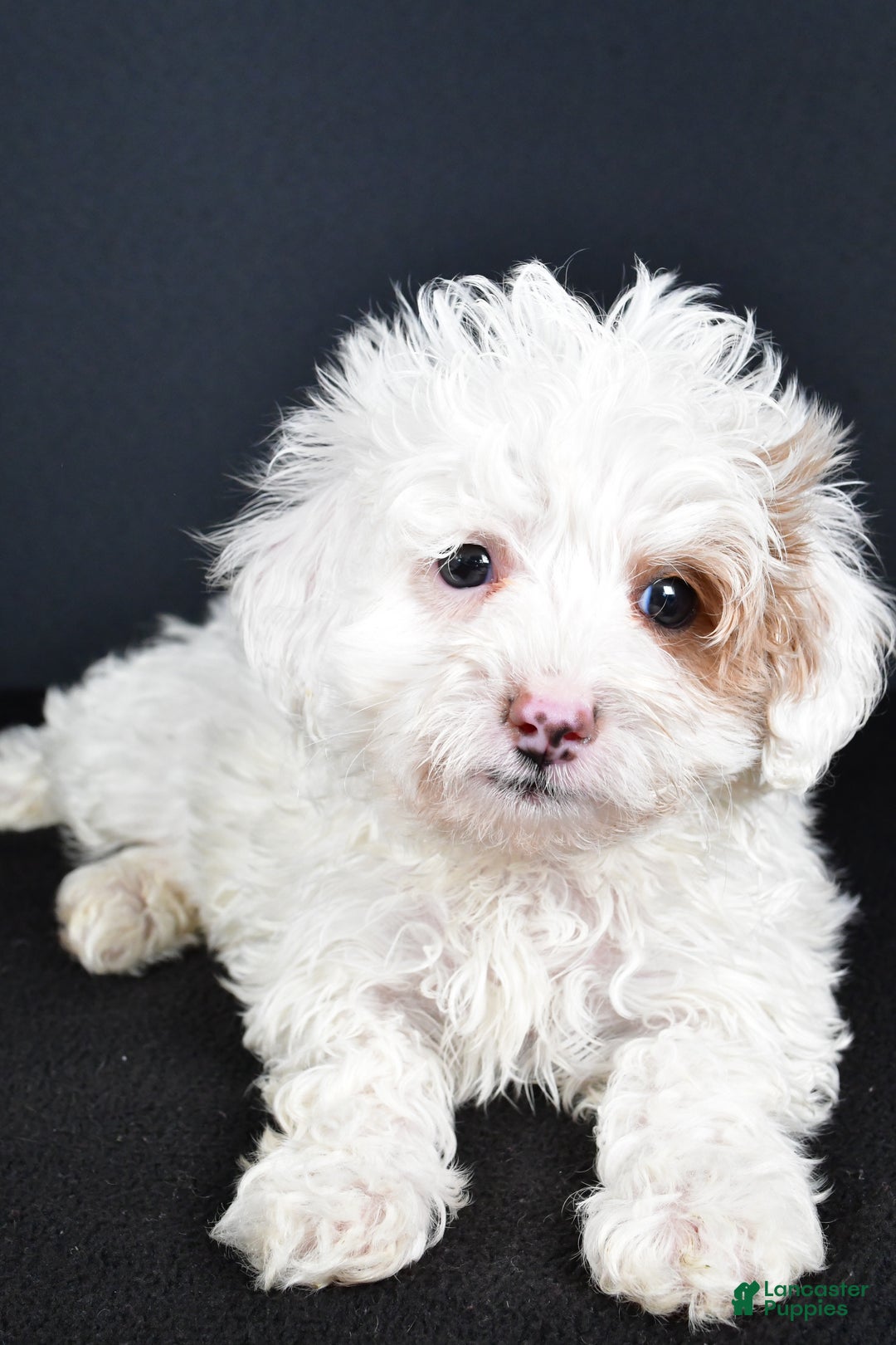 Havapoo dogs for sale: Autumn - Ad 5