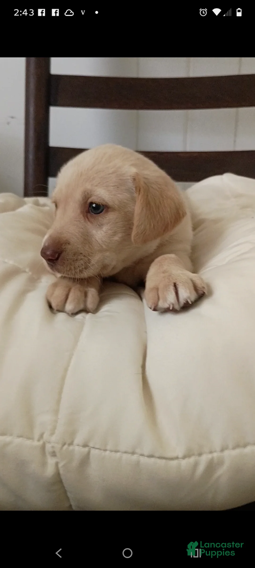 Labrador Retriever dogs for sale: Labrador Retriever Puppy 6 - Ad 1