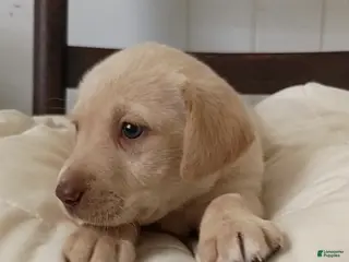 Labrador Retriever dogs for sale: Labrador Retriever Puppy 6 - Ad 4