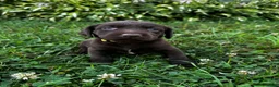 Labrador Retriever dogs for sale: Summer - Ad 17