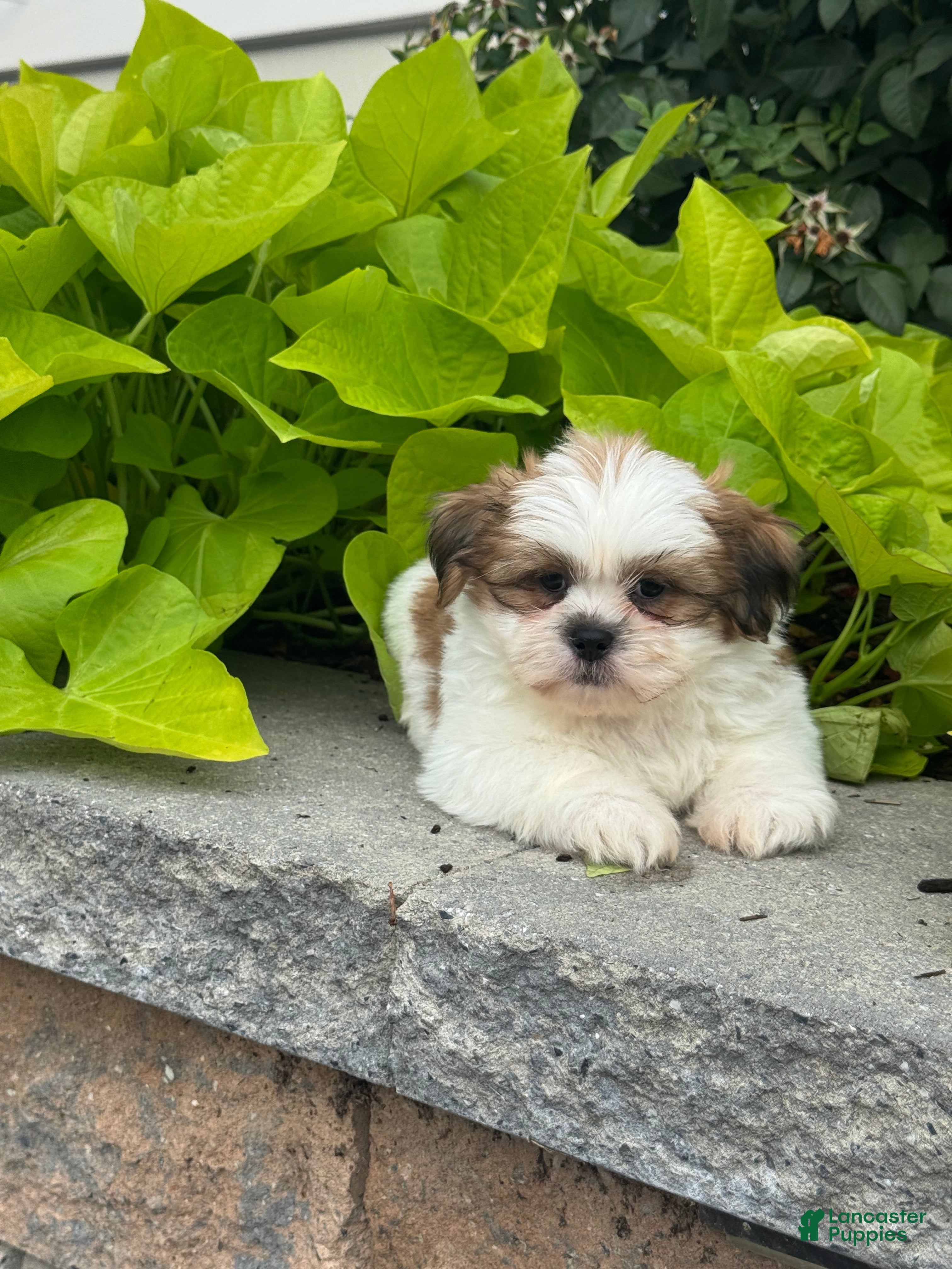Shih Tzu dogs Snoopy - Ad 4