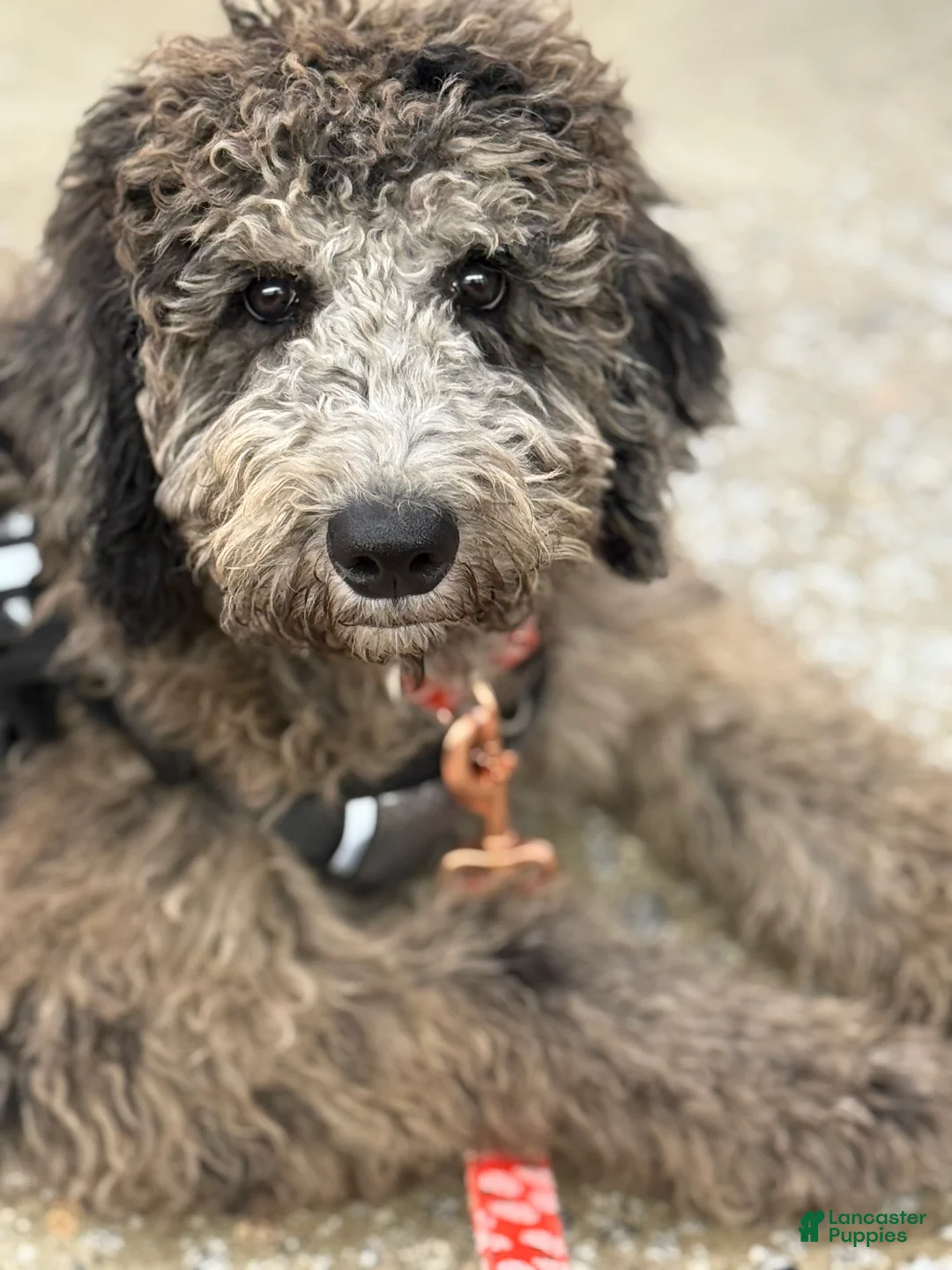 Goldendoodle dogs for sale: Goldendoodle  - Ad 4