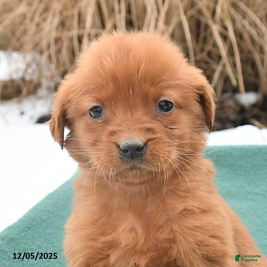 Golden Retriever dogs for sale: Queenie - Ad 4