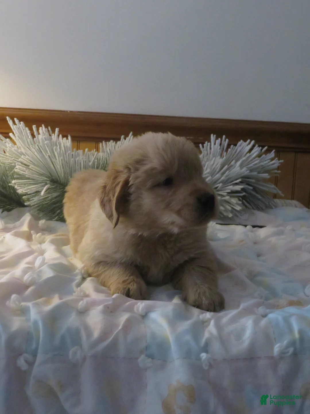 Golden Retriever dogs for sale: TYSON - CHAMPION LINE - Ad 4