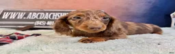 Miniature Dachshund dogs for sale: Chocolate dapple Russian Akc  - Ad 4