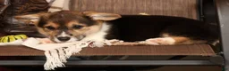 Welsh Corgi Pembroke dogs for sale: Trixie - Ad 8