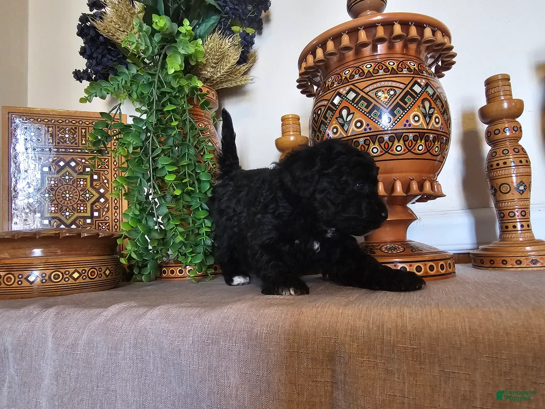 Mini Goldendoodle dogs for sale: BlueBell - Ad 6