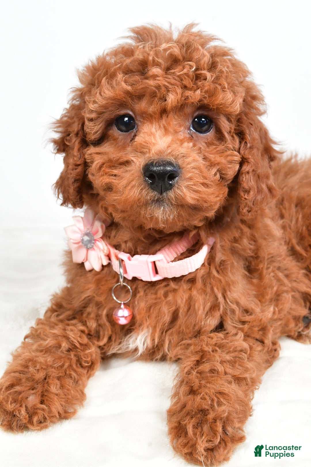 Cavapoo dogs for sale: Serena - Ad 4