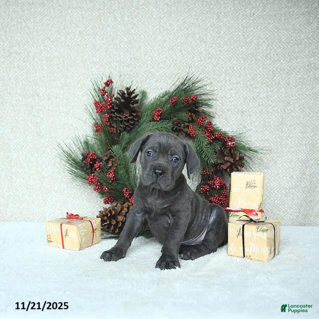 Cane Corso dogs for sale: Nova - Ad 9