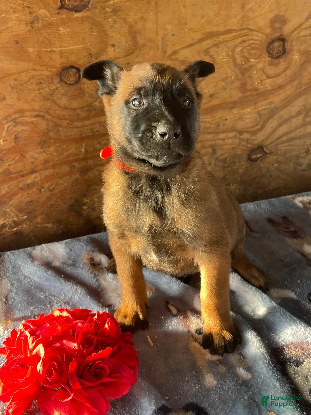 Belgian Malinois dogs for sale: Axel - Ad 3