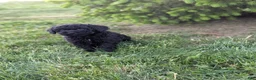 Miniature Poodle dogs for sale: Miniature Poodle Puppy 3 - Ad 6