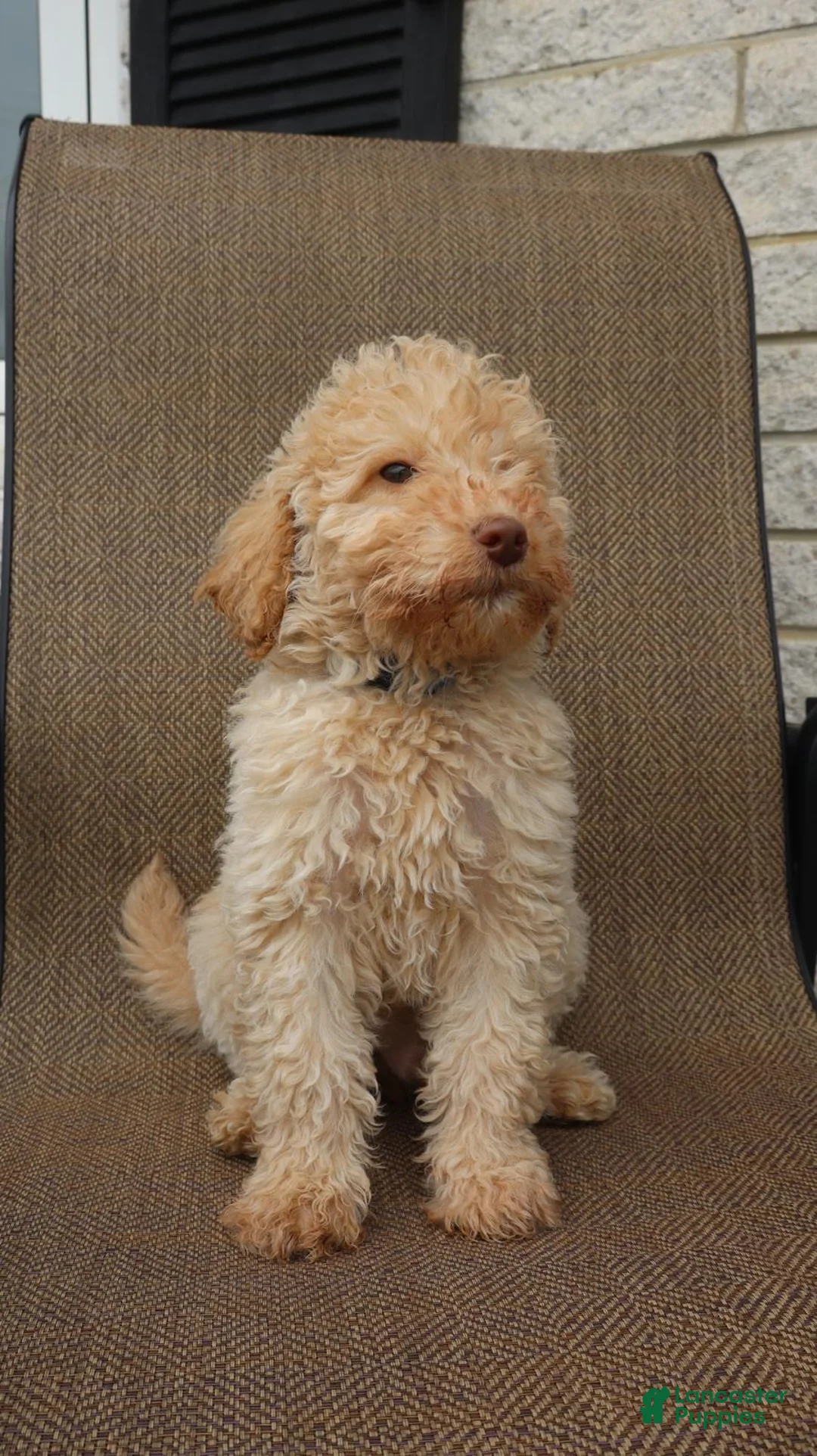 Mini Goldendoodle dogs for sale: Mini Goldendoodle Sheep - Ad 1