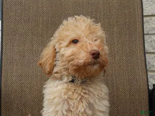 Mini Goldendoodle dogs Mini Goldendoodle Sheep - Ad 28