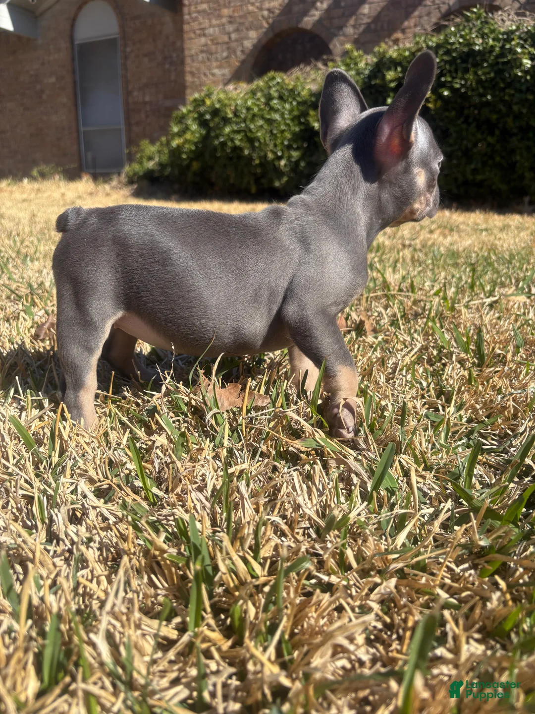 French Bulldog dogs for sale: French Bulldog 1 - Ad 1