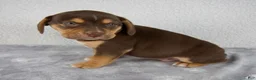 Beabull dogs for sale: Luie - Ad 4