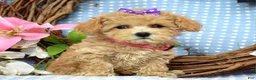 Maltipoo dogs for sale: Molly Xsmall - Ad 6
