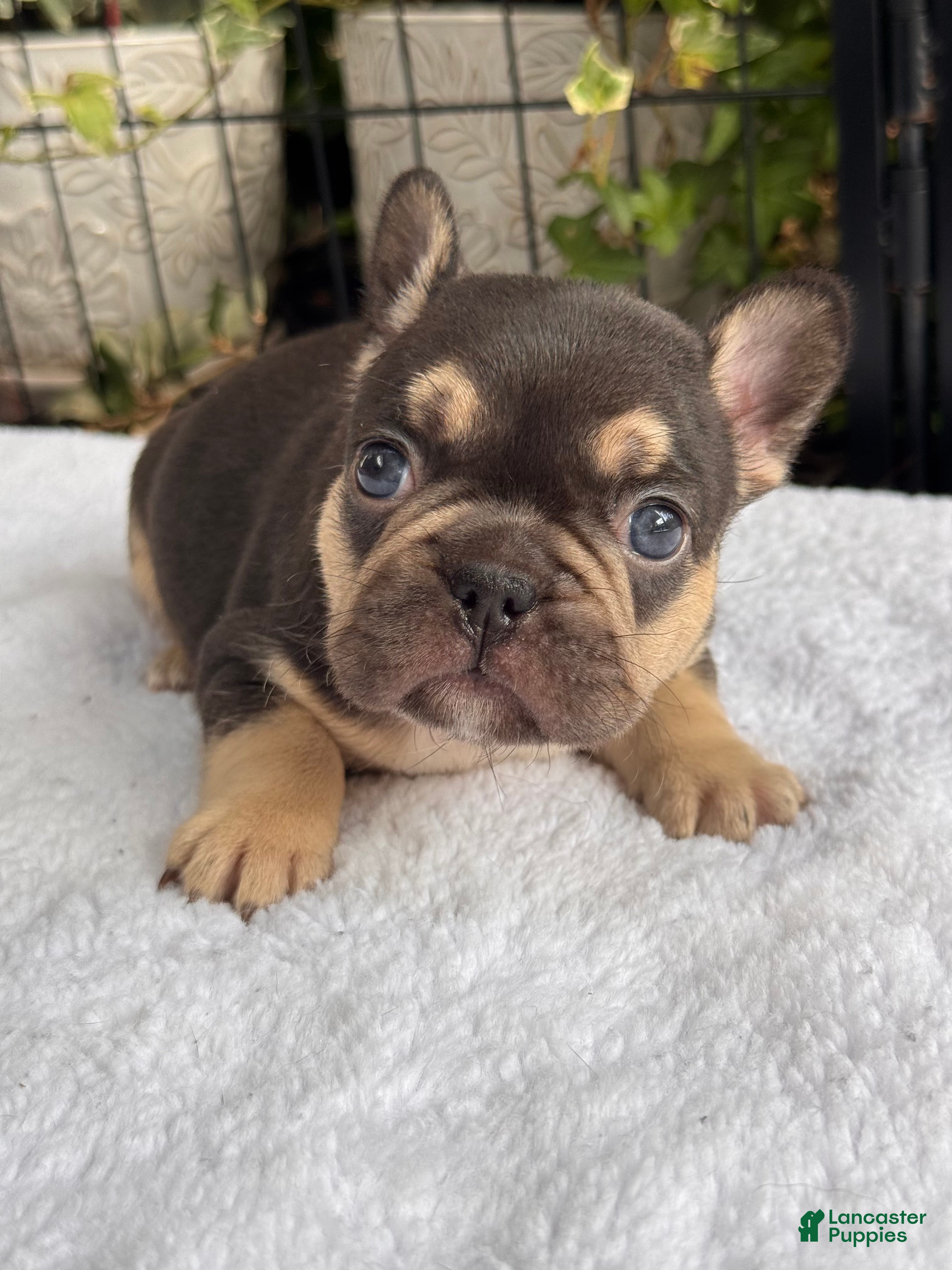 French Bulldog dogs Magnolia - Ad 7