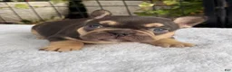 French Bulldog dogs for sale: Magnolia - Ad 1