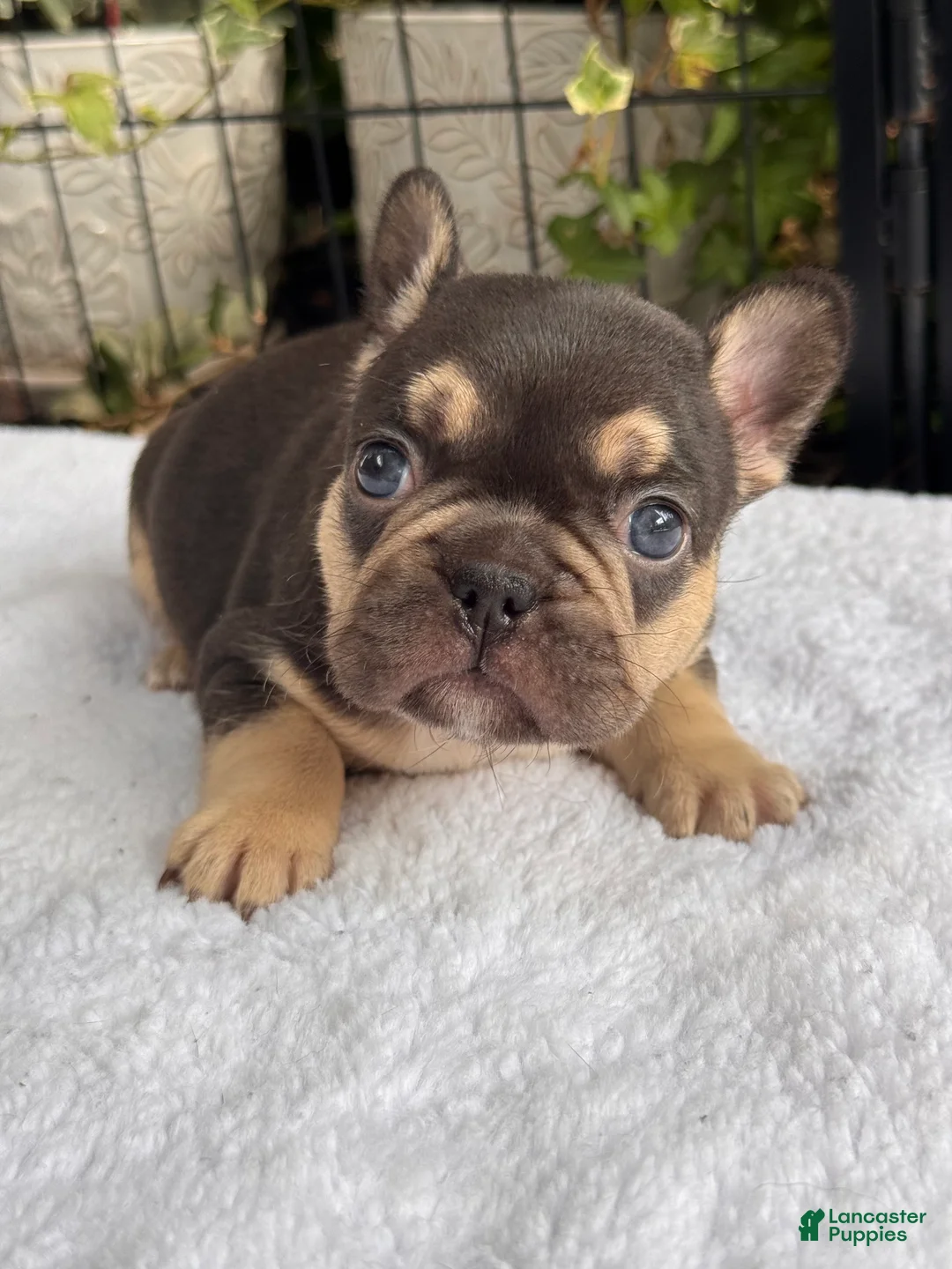 French Bulldog dogs for sale: Magnolia - Ad 1