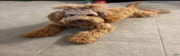 Mini Goldendoodle dogs for sale: Sweet Henry  - Ad 6