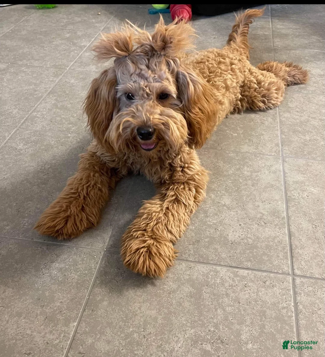 Mini Goldendoodle dogs for sale: Sweet Henry  - Ad 6