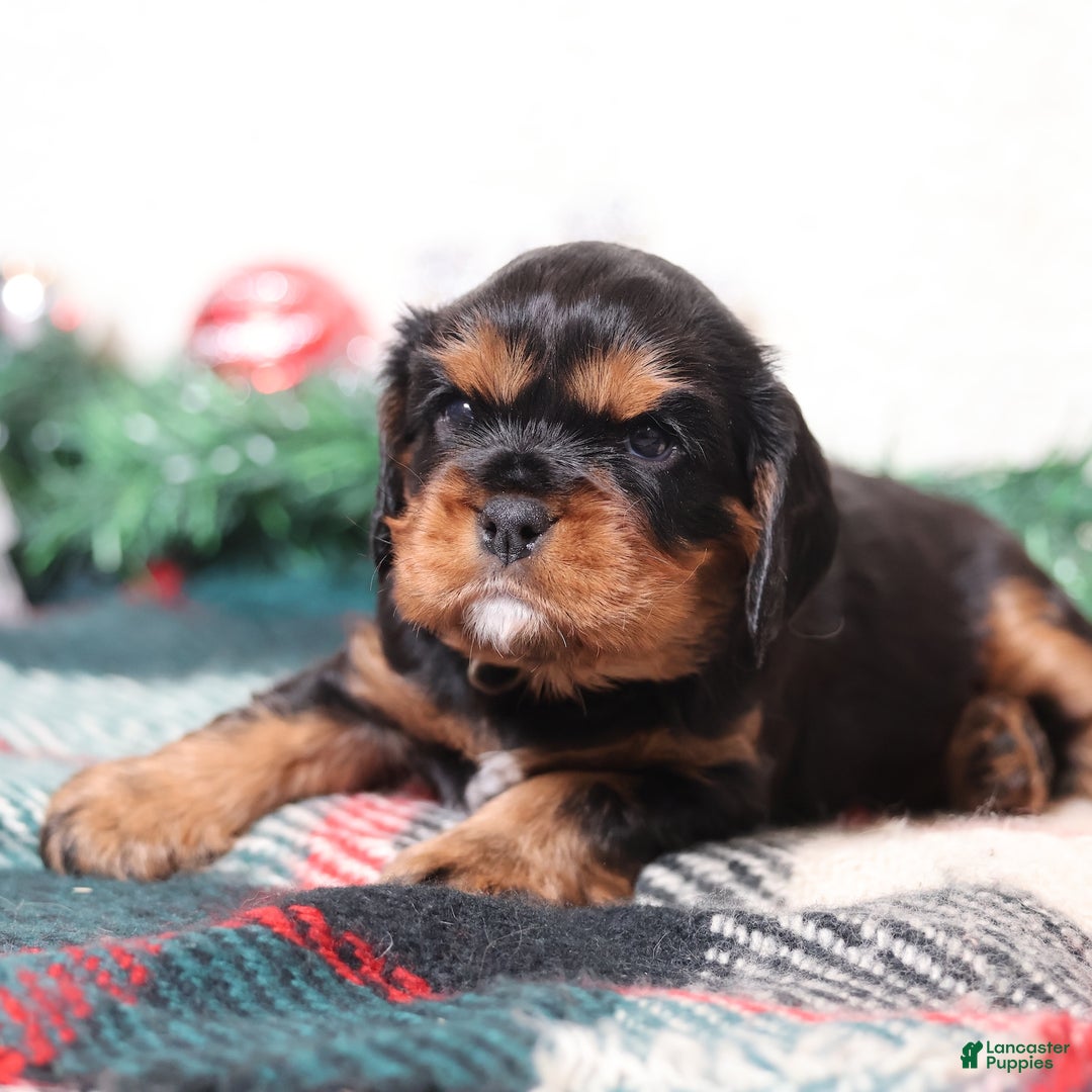Cavalier King Charles Spaniel dogs for sale: Tanner | Genetically Screened  - Ad 6