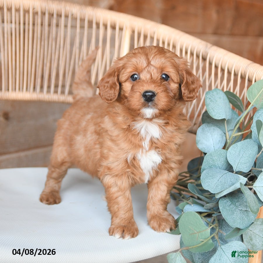 Mini Bernedoodle dogs Macy - Ad 2