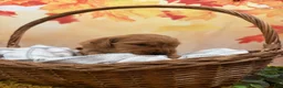Golden Retriever dogs for sale: Autumn  - Ad 4